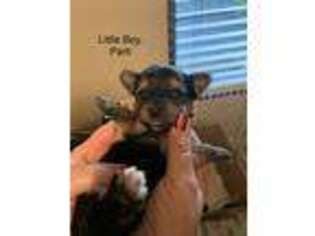 Yorkshire Terrier Puppy for sale in Menifee, CA, USA