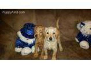 Labradoodle Puppy for sale in Chilton, WI, USA