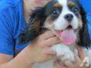 Cavalier King Charles Spaniel Puppy for sale in OTTAWA, IL, USA