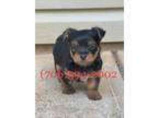 Yorkshire Terrier Puppy for sale in Lagrange, GA, USA
