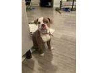 Olde English Bulldogge Puppy for sale in Little Elm, TX, USA