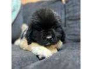 Newfoundland Puppy for sale in London, KY, USA