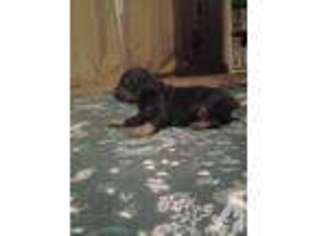Doberman Pinscher Puppy for sale in DUNN, NC, USA