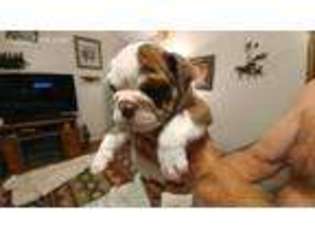 Bulldog Puppy for sale in New Haven, KY, USA