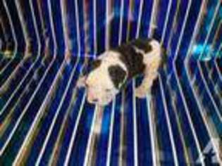 Bulldog Puppy for sale in MARLETTE, MI, USA