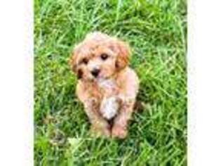 Cavapoo Puppy for sale in Bunker Hill, IL, USA
