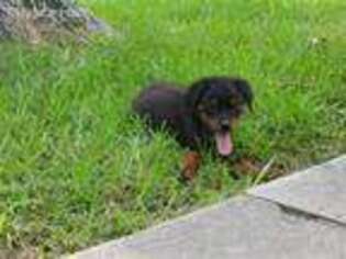 Rottweiler Puppy for sale in Reno, NV, USA