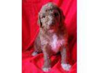 Mutt Puppy for sale in Dolores, CO, USA