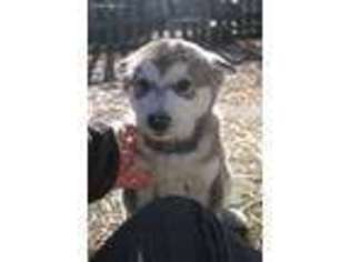 Alaskan Malamute Puppy for sale in Beaufort, NC, USA