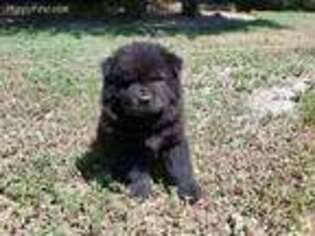 Chow Chow Puppy for sale in Crook, CO, USA