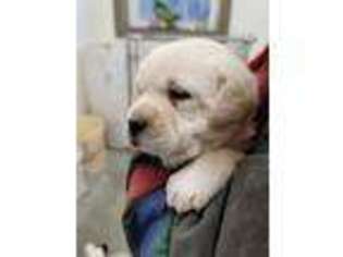 Labrador Retriever Puppy for sale in Robesonia, PA, USA