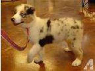 Australian Shepherd Puppy for sale in CABOOL, MO, USA
