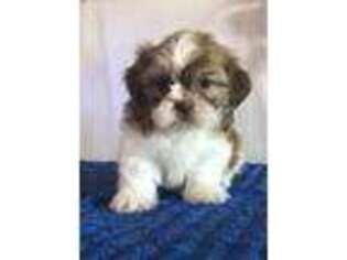 Mutt Puppy for sale in Holiday, FL, USA