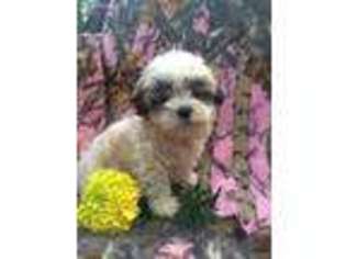 Labradoodle Puppy for sale in Northern Cambria, PA, USA