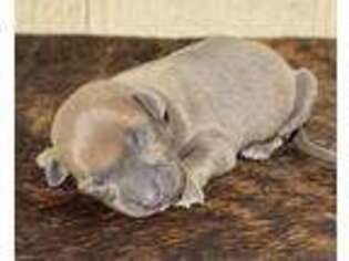 Italian Greyhound Puppy for sale in Windom, TX, USA