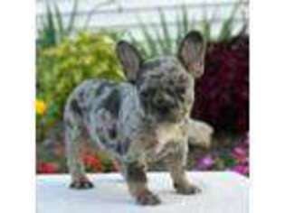 French Bulldog Puppy for sale in Portsmouth, VA, USA