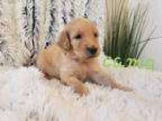 Goldendoodle Puppy for sale in Ripley, WV, USA
