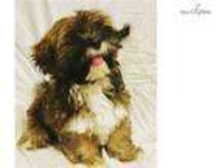 Lhasa Apso Puppy for sale in Oklahoma City, OK, USA