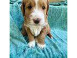 Mutt Puppy for sale in Fort Thomas, KY, USA