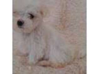 Maltese Puppy for sale in Stockbridge, GA, USA
