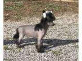 Chinese Crested Puppy for sale in Delano, TN, USA