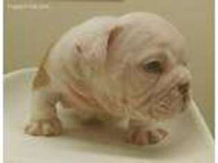 Bulldog Puppy for sale in Bayside, TX, USA