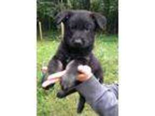 German Shepherd Dog Puppy for sale in Sterling, CT, USA