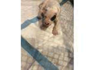 Dogo Argentino Puppy for sale in Henderson, NV, USA