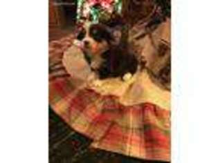Pembroke Welsh Corgi Puppy for sale in Castlewood, VA, USA