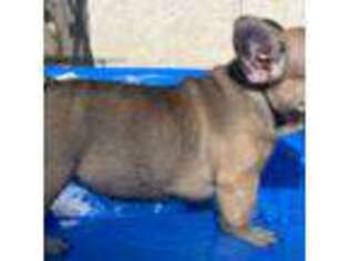 French Bulldog Puppy for sale in San Diego, CA, USA
