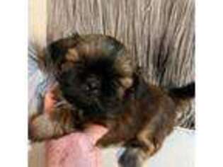Mutt Puppy for sale in Ponchatoula, LA, USA