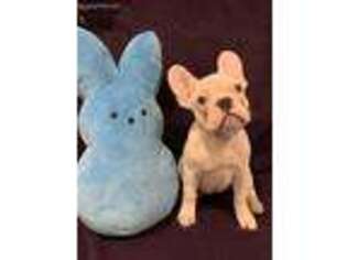 French Bulldog Puppy for sale in Rehoboth Beach, DE, USA