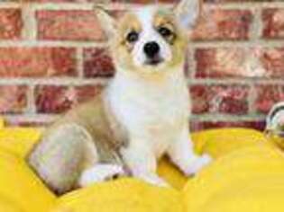 Pembroke Welsh Corgi Puppy for sale in Mcdonough, GA, USA