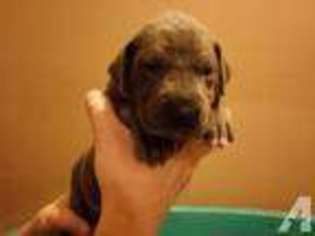 Great Dane Puppy for sale in FREEPORT, PA, USA