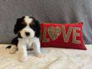 Cavalier King Charles Spaniel Puppy for sale in North Port, FL, USA