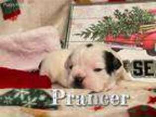 Olde English Bulldogge Puppy for sale in Sterling, CO, USA
