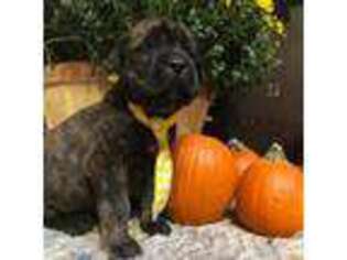 Mastiff Puppy for sale in Tipp City, OH, USA