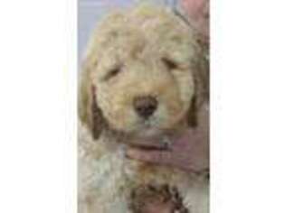 Goldendoodle Puppy for sale in Seymour, IN, USA
