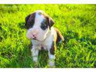 Boxer Puppy for sale in Muskogee, OK, USA