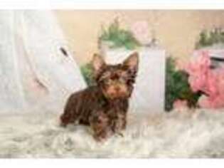 Yorkshire Terrier Puppy for sale in Warsaw, IN, USA