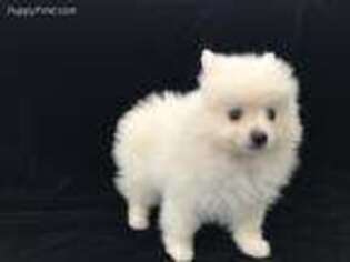 Pomeranian Puppy for sale in Whittier, CA, USA