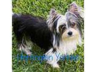 Yorkshire Terrier Puppy for sale in Bloomingdale, GA, USA
