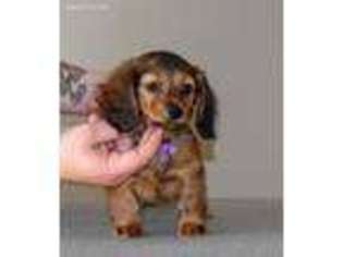 Dachshund Puppy for sale in Bethel, MN, USA