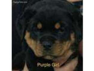 Rottweiler Puppy for sale in Sykesville, MD, USA
