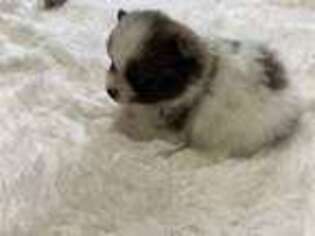 Pomeranian Puppy for sale in Crivitz, WI, USA