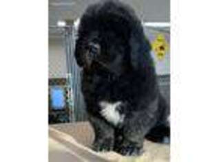 Newfoundland Puppy for sale in Palmer, AK, USA