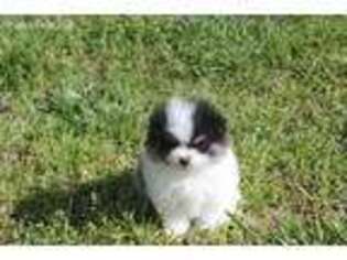 Pomeranian Puppy for sale in Ware Shoals, SC, USA
