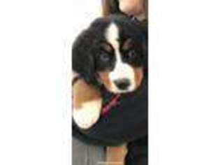 Bernese Mountain Dog Puppy for sale in Huntington Beach, CA, USA