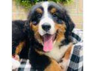 Bernese Mountain Dog Puppy for sale in Springdale, AR, USA