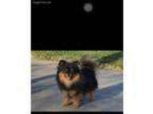 Pomeranian Puppy for sale in Grand Junction, CO, USA